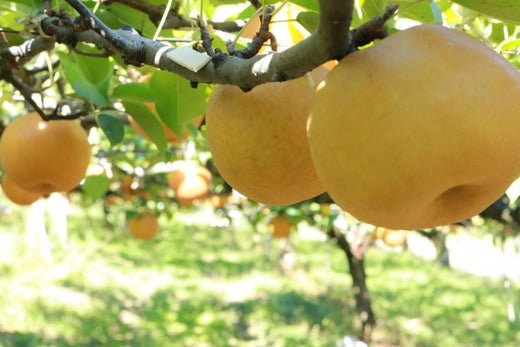 佐治の五しのひとつ「梨(なし)」狩りに行ってきました