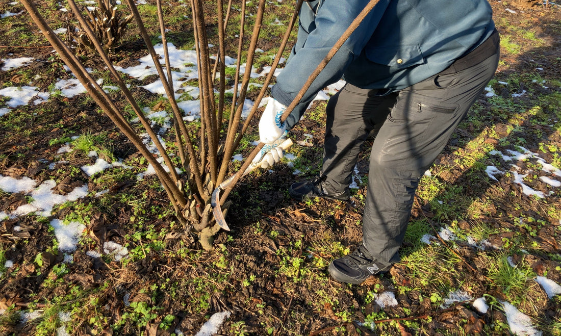 楮の刈り取りに行ってきました!
