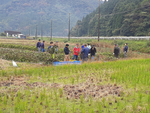 とろろあおい　和紙　因州　書道